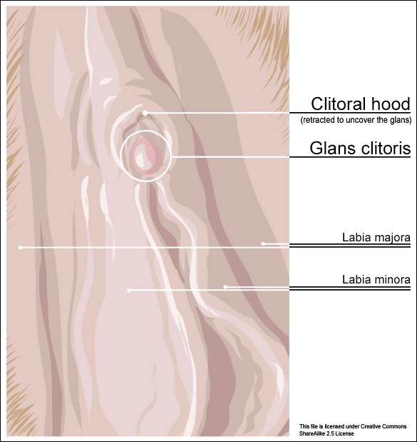 Beschneidung klitoris Female Genital